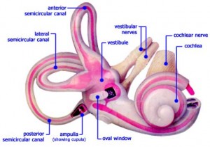 Inner Ear Structure